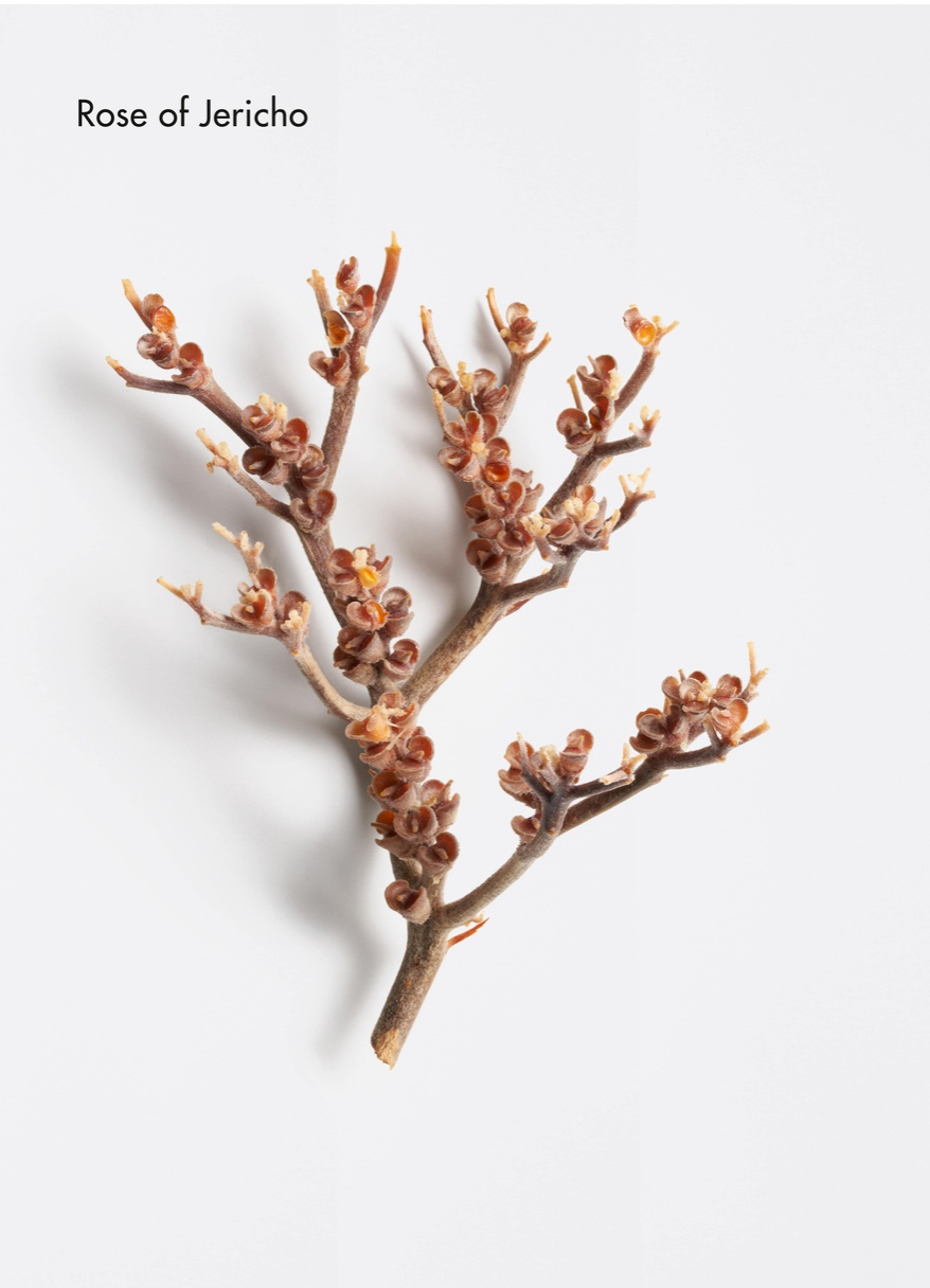 Structure Repair Nourishing Mask